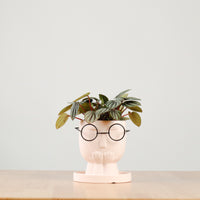 Peperomia caperata 'Albovittata' in The Thinker