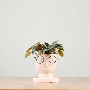Peperomia caperata 'Albovittata' in The Thinker