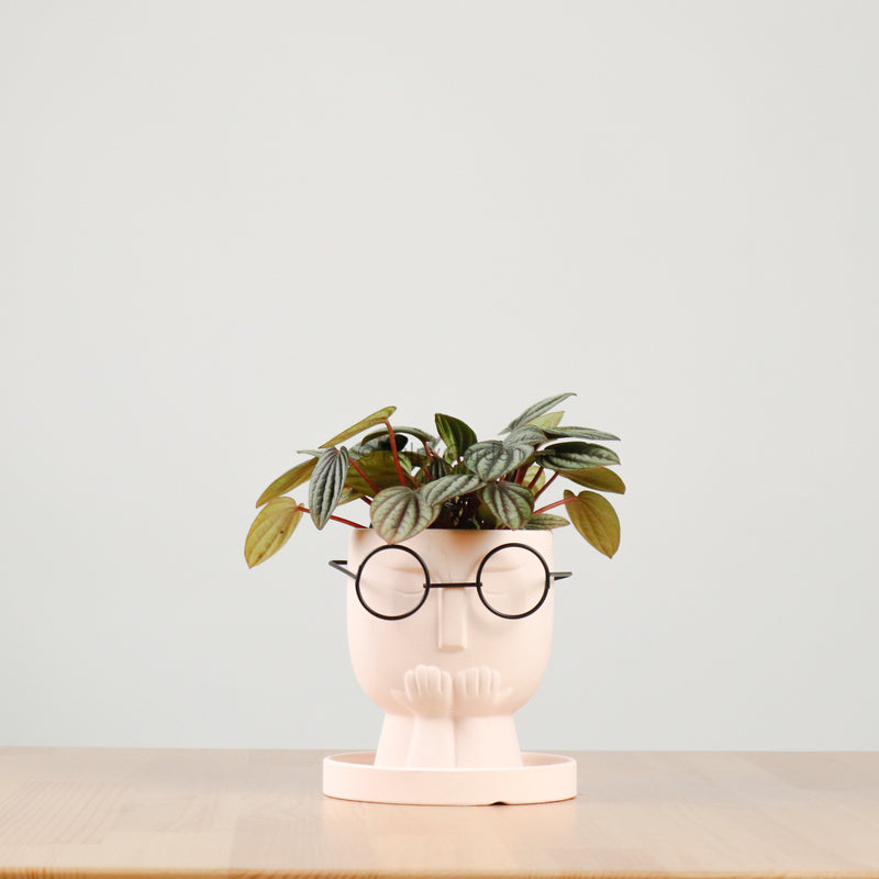 Peperomia caperata 'Albovittata' in The Thinker
