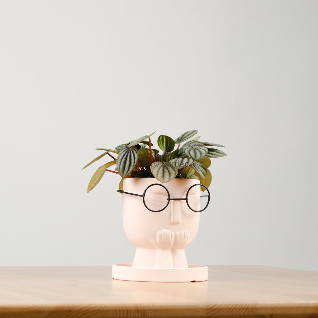 Peperomia caperata 'Albovittata' in The Thinker