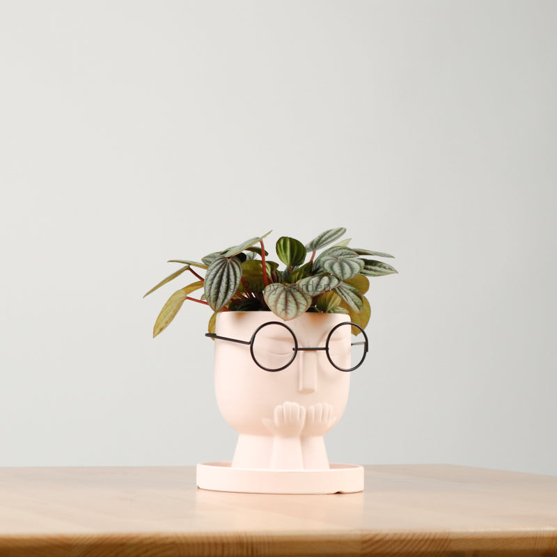 Peperomia caperata 'Albovittata' in The Thinker