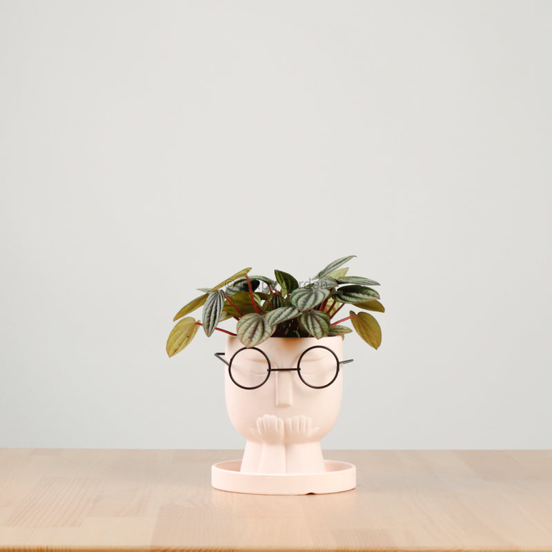 Peperomia caperata 'Albovittata' in The Thinker
