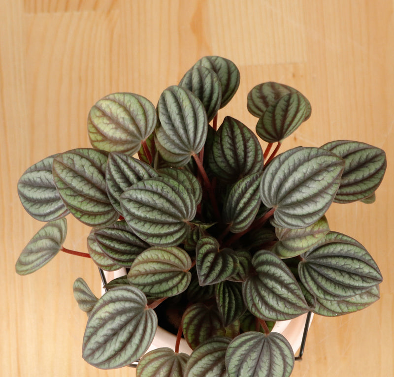 Peperomia caperata 'Albovittata' in The Thinker