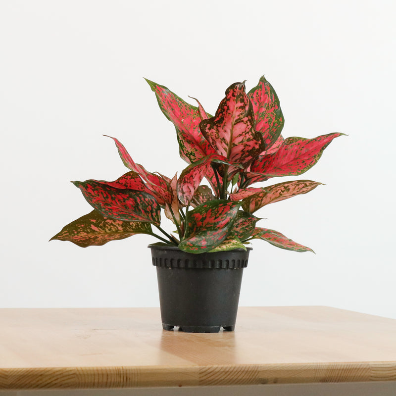 Aglaonema Red Ruby in Nursery Grow Pot