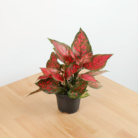 red ruby aglaonema Aglaonema Red Ruby in Nursery Grow Pot – Pulpy Garden