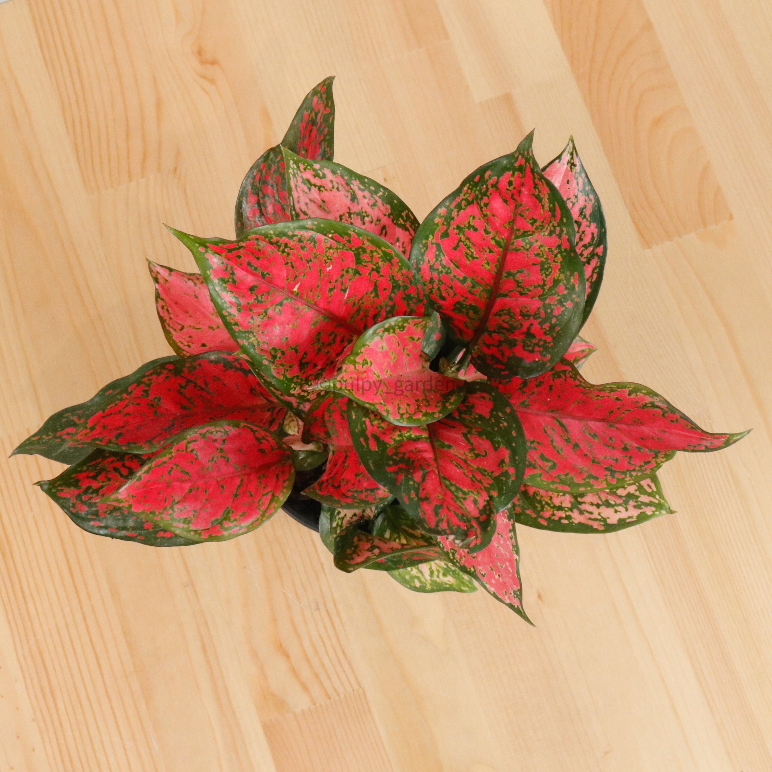 aglaonema red ruby care Aglaonema Red Ruby in Nursery Grow Pot – Pulpy Garden