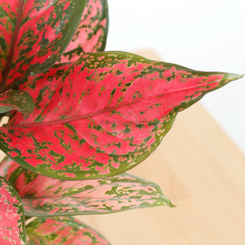 aglaonema red ruby care Aglaonema Red Ruby in Nursery Grow Pot – Pulpy Garden