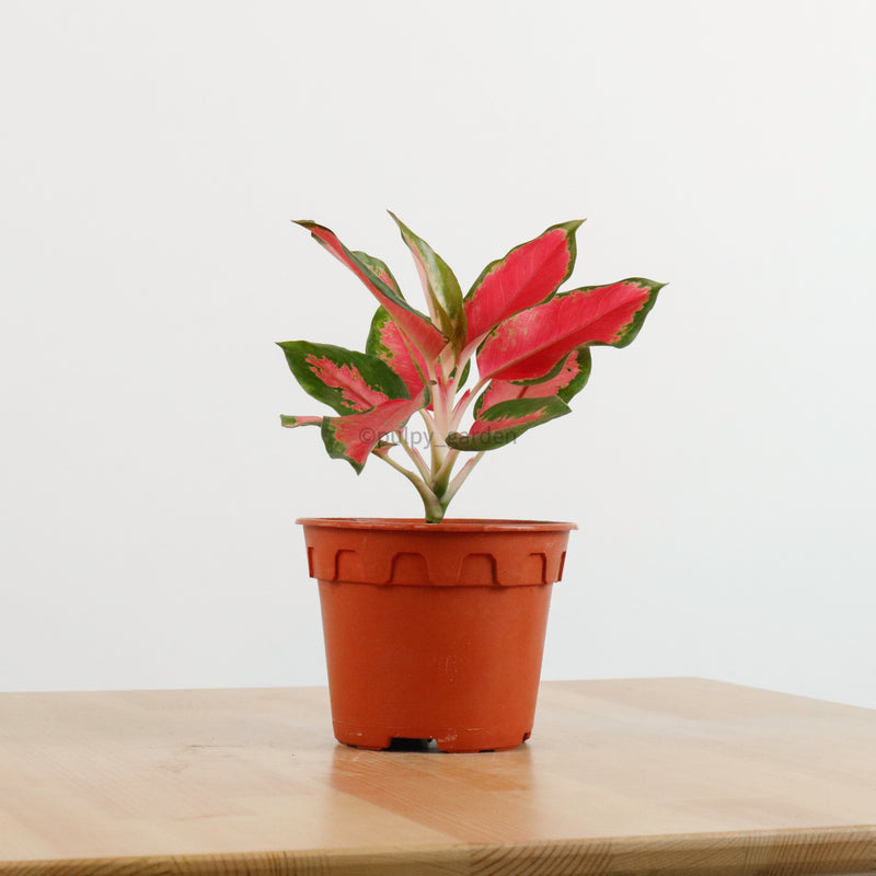 Aglaonema 'Red Siam Aura' Plant in Nursery Grow Potx