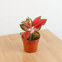 aglaonema red siam plant care Aglaonema 'Red Siam Aura' Plant in Nursery Grow Potx – Pulpy Garden