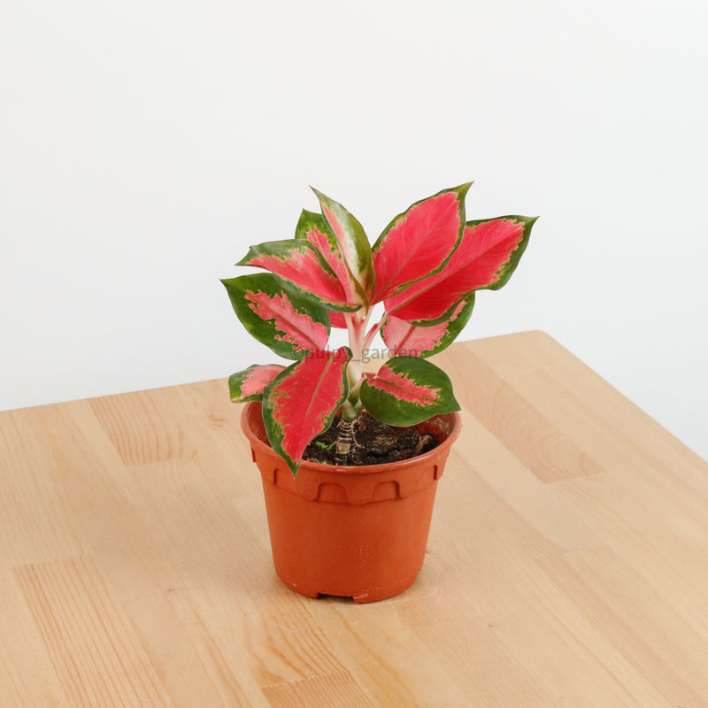 Aglaonema 'Red Siam Aura' Plant in Nursery Grow Potx