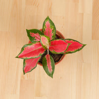 Aglaonema 'Red Siam Aura' Plant in Nursery Grow Potx