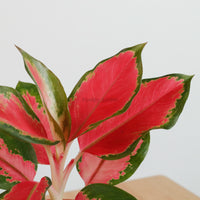 Aglaonema 'Red Siam Aura' Plant in Nursery Grow Potx