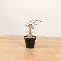 Phyllanthus Mirabilis XS in Nursery Grow Pot