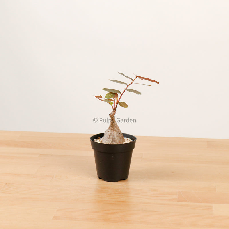 Phyllanthus Mirabilis XS in Nursery Grow Pot