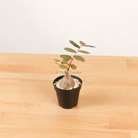 Phyllanthus Mirabilis XS in Nursery Grow Pot