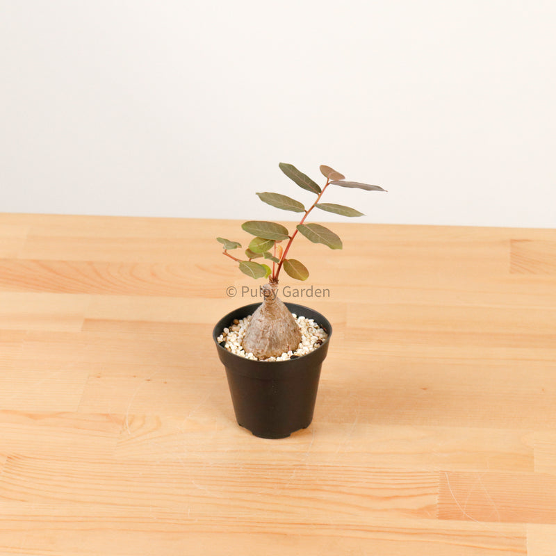 Phyllanthus Mirabilis XS in Nursery Grow Pot