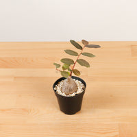 Phyllanthus Mirabilis XS in Nursery Grow Pot