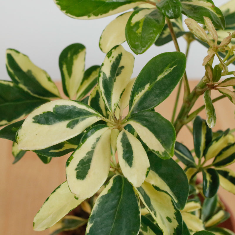 Schefflera variegated in Nursery Grow Pot