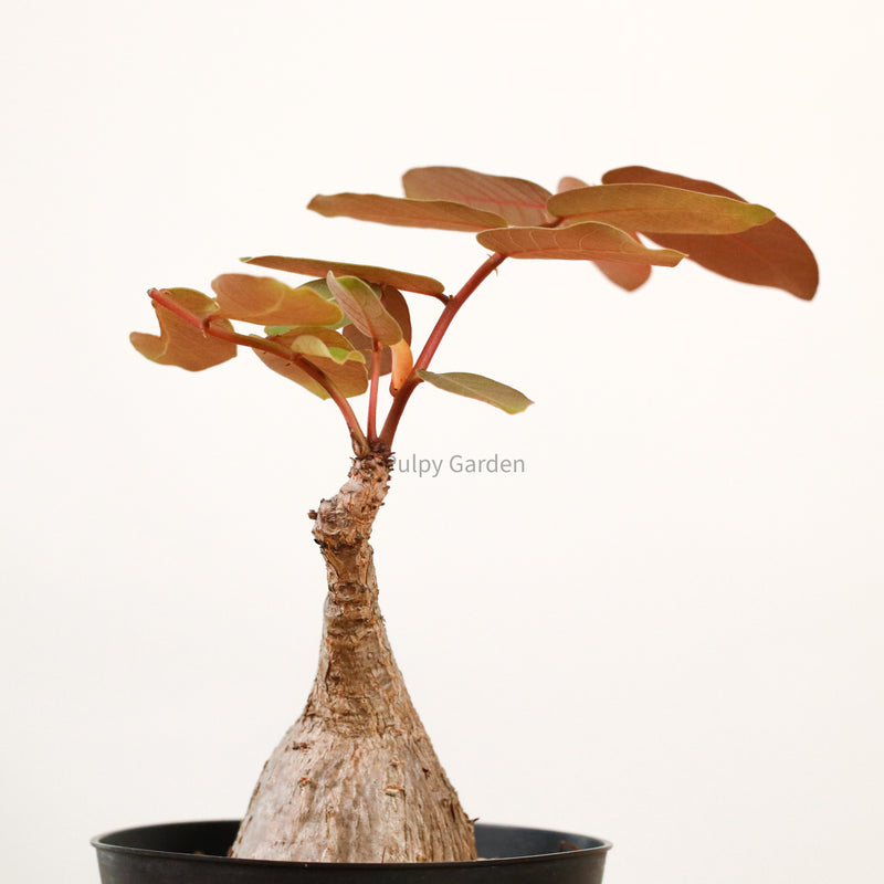 Phyllanthus Mirabilis XS in Nursery Grow Pot