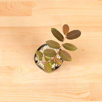 Phyllanthus Mirabilis XS in Nursery Grow Pot