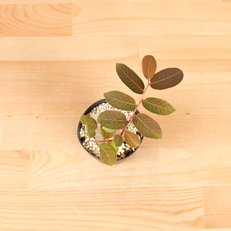 Phyllanthus Mirabilis XS in Nursery Grow Pot