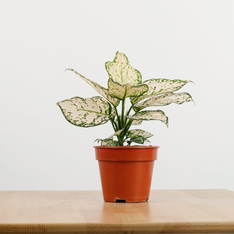 aglaonema etta rose pictures Aglaonema 'Etta Rose' in Nursery Grow Pot – Pulpy Garden