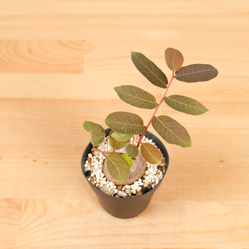 Phyllanthus Mirabilis XS in Nursery Grow Pot