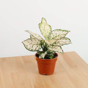 Aglaonema 'Etta Rose' in Nursery Grow Pot