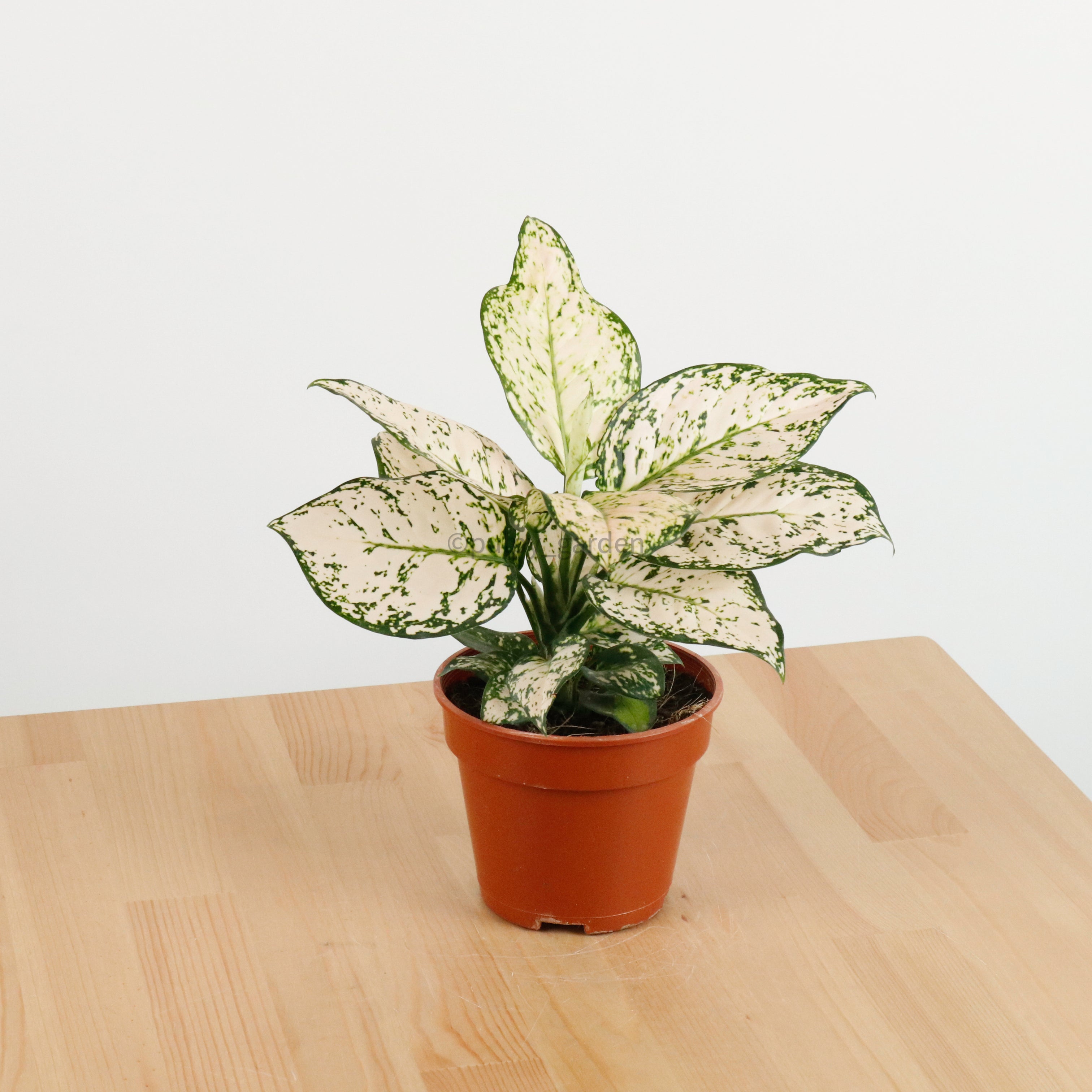 Aglaonema 'Etta Rose' in Nursery Grow Pot – Pulpy Garden