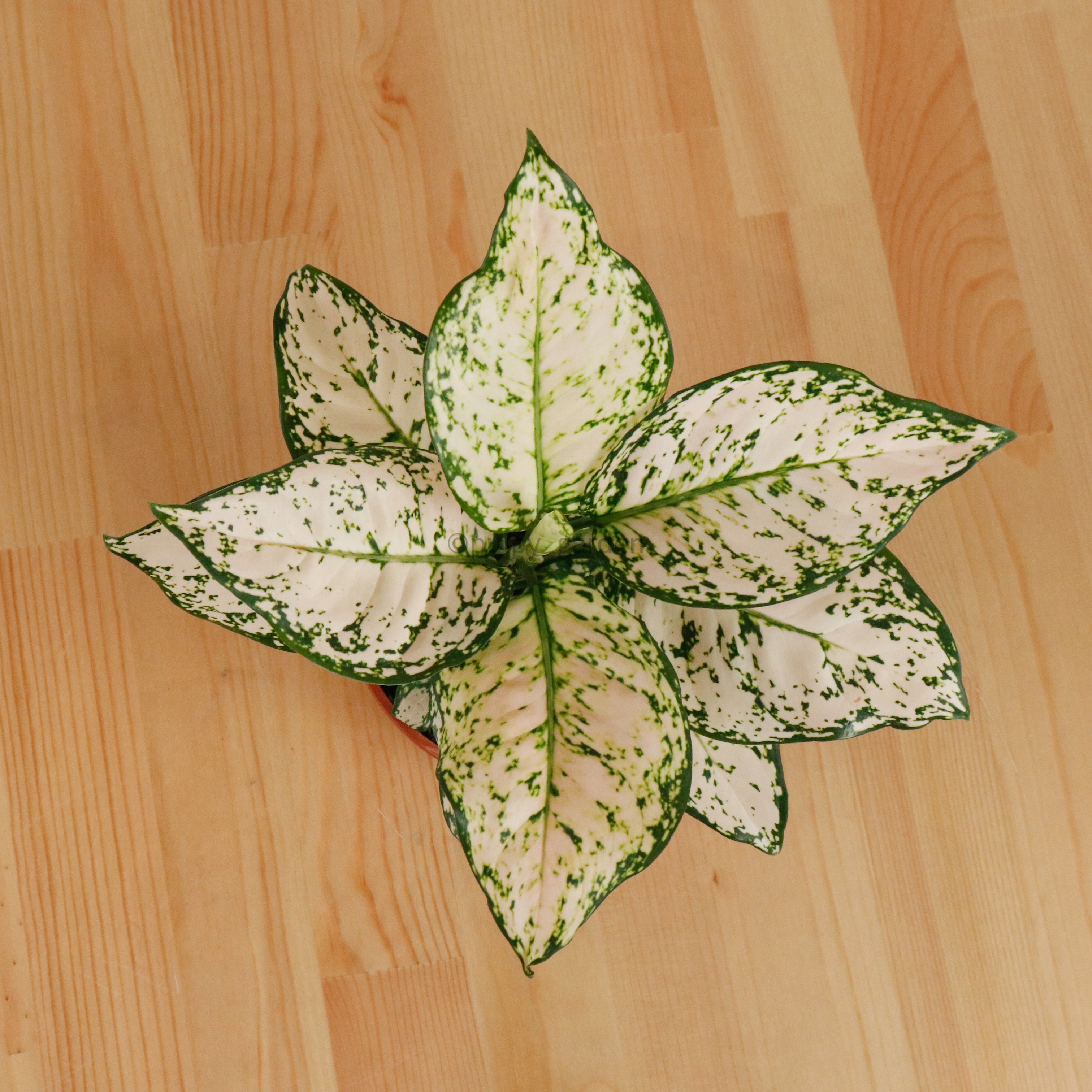 Aglaonema 'Etta Rose' in Nursery Grow Pot – Pulpy Garden
