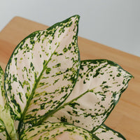 Aglaonema 'Etta Rose' in Nursery Grow Pot