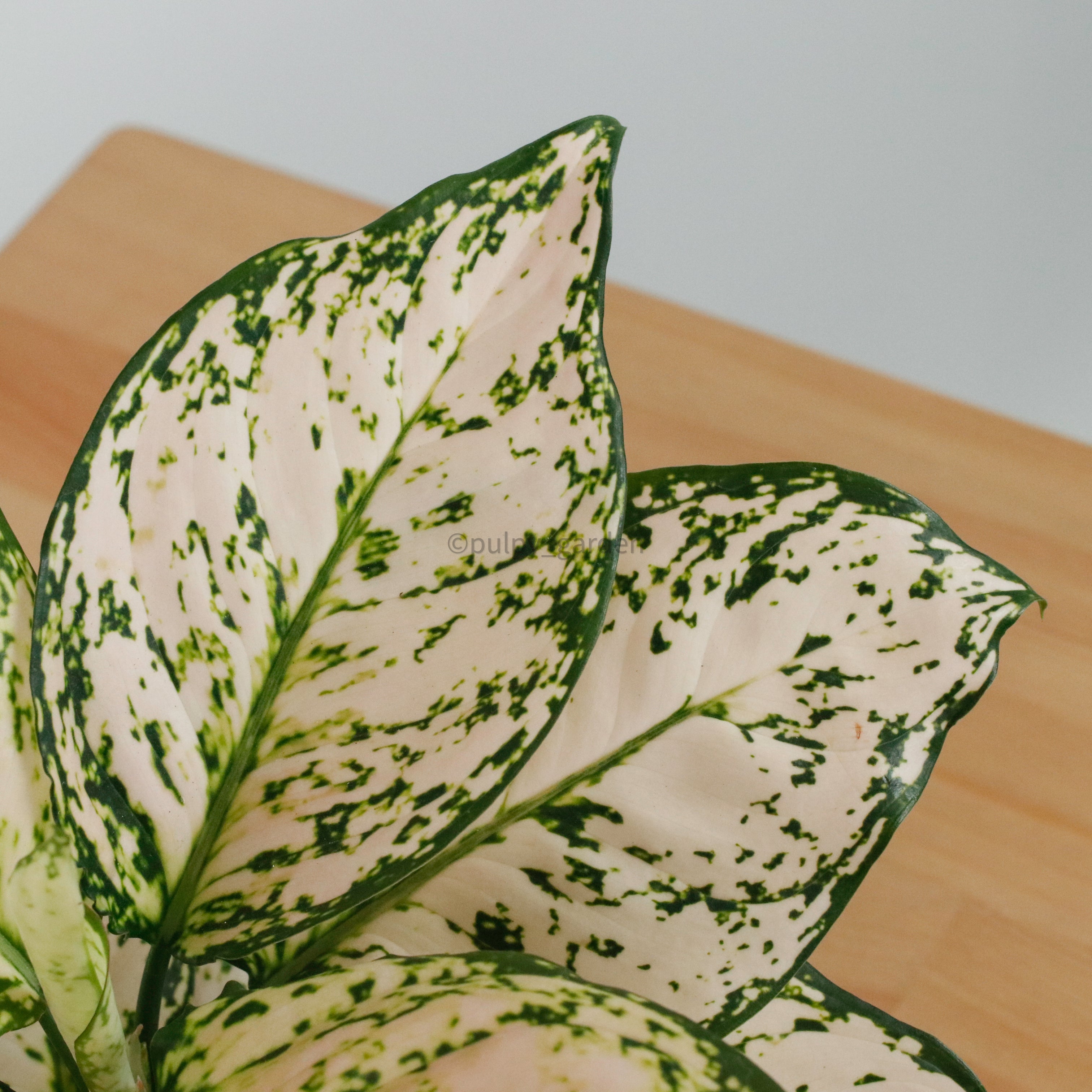 Aglaonema 'Etta Rose' in Nursery Grow Pot – Pulpy Garden