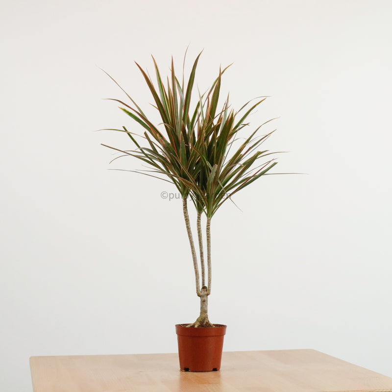 Dracaena Marginata Tricolor in Nursery Grow Pot