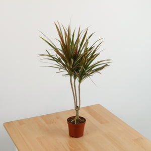 Dracaena Marginata Tricolor in Nursery Grow Pot