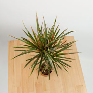 Dracaena Marginata Tricolor in Nursery Grow Pot