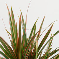 Dracaena Marginata Tricolor in Nursery Grow Pot