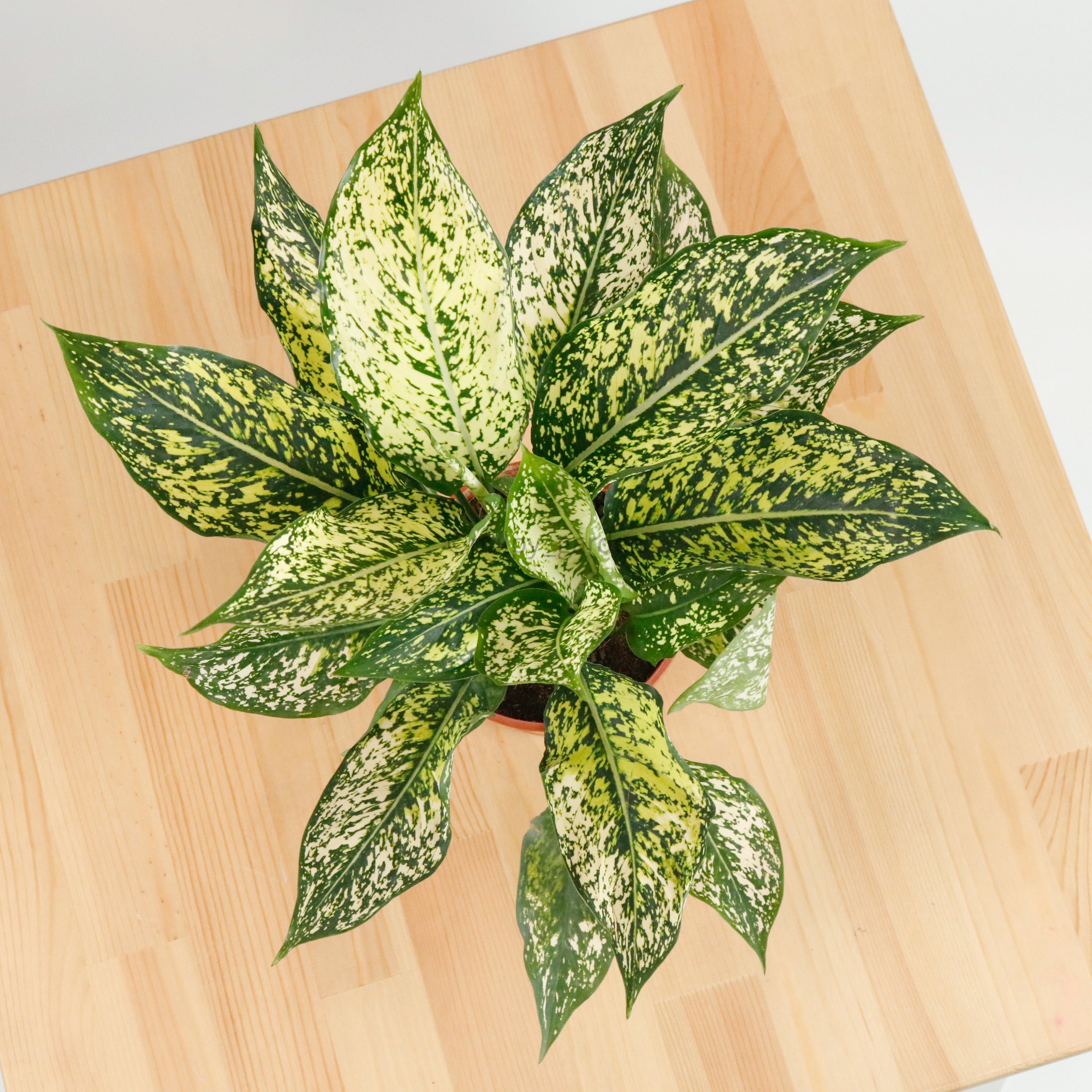 aglaonema spring snow flower Aglaonema "Spring Snow" in Nursery Grow Pot – Pulpy Garden