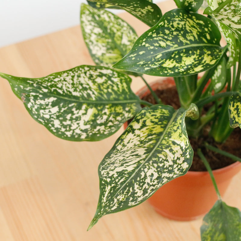 aglaonema nurseries Aglaonema "Spring Snow" in Nursery Grow Pot – Pulpy Garden