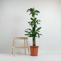 Large Dracaena dracaena fragrans cane (156cm) in Nursery Grow Pot