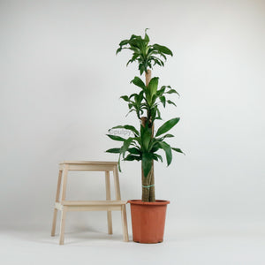 Large Dracaena dracaena fragrans cane (156cm) in Nursery Grow Pot