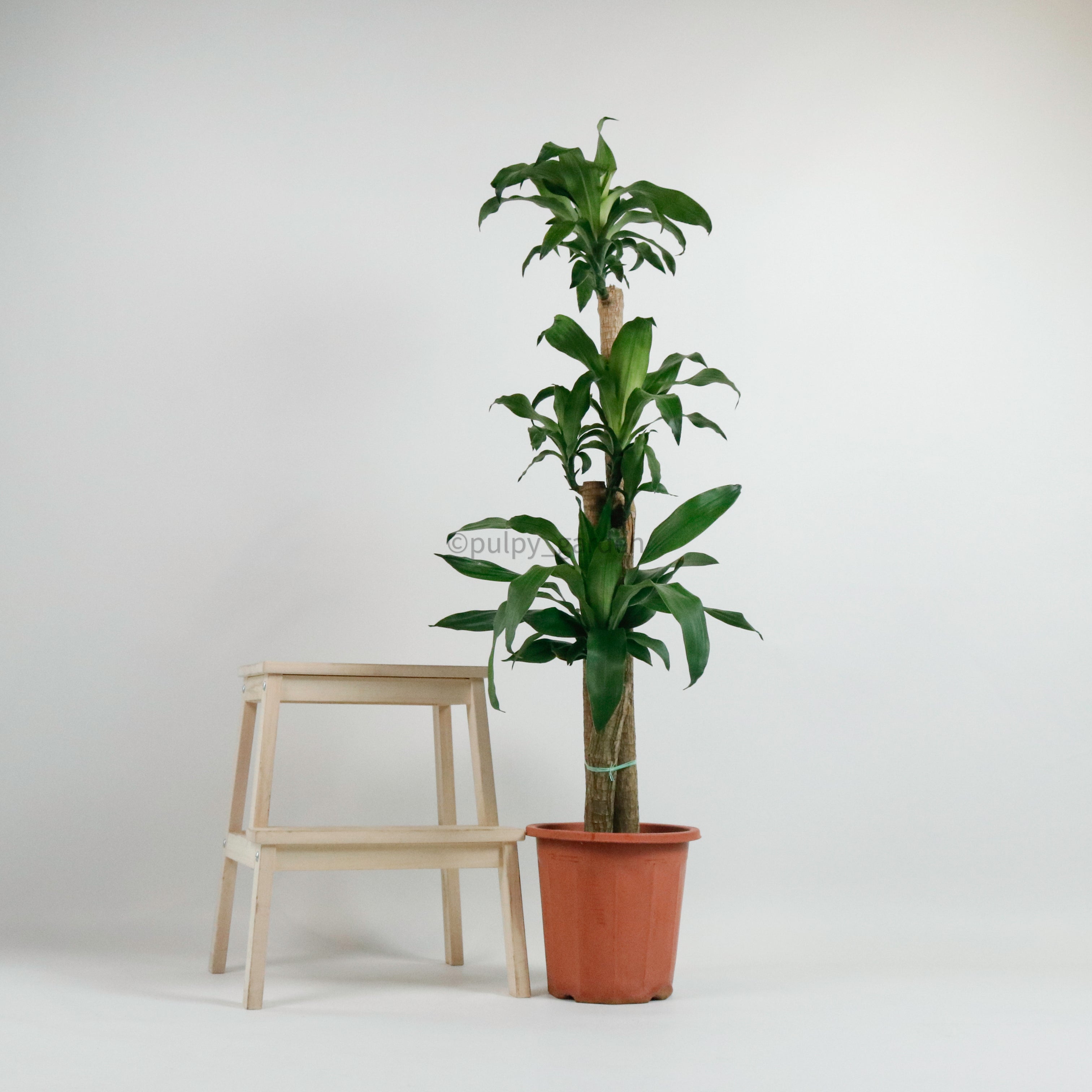 Large Dracaena dracaena fragrans cane (156cm) in Nursery Grow Pot – Pulpy  Garden