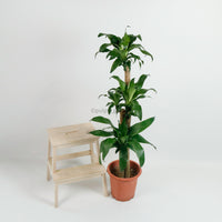 Large Dracaena dracaena fragrans cane (156cm) in Nursery Grow Pot