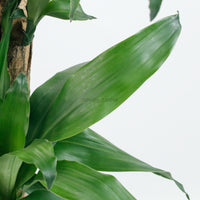 Large Dracaena dracaena fragrans cane (156cm) in Nursery Grow Pot