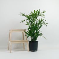 Large Bamboo Palm (95cm) in Nursery Grow Pot