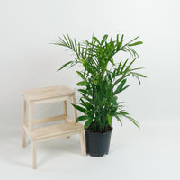 Large Bamboo Palm (95cm) in Nursery Grow Pot