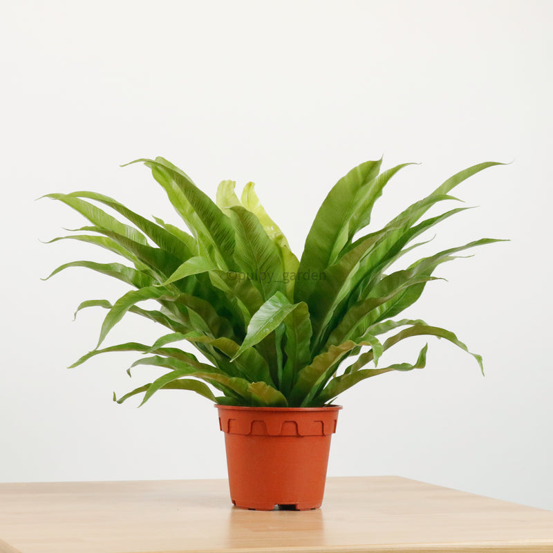 Large Asplenium Nidus - Bird's Nest Fern (40cm) in nursery grow pot