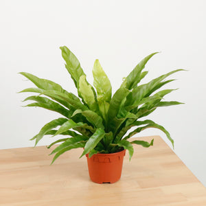 Large Asplenium Nidus - Bird's Nest Fern (40cm) in nursery grow pot