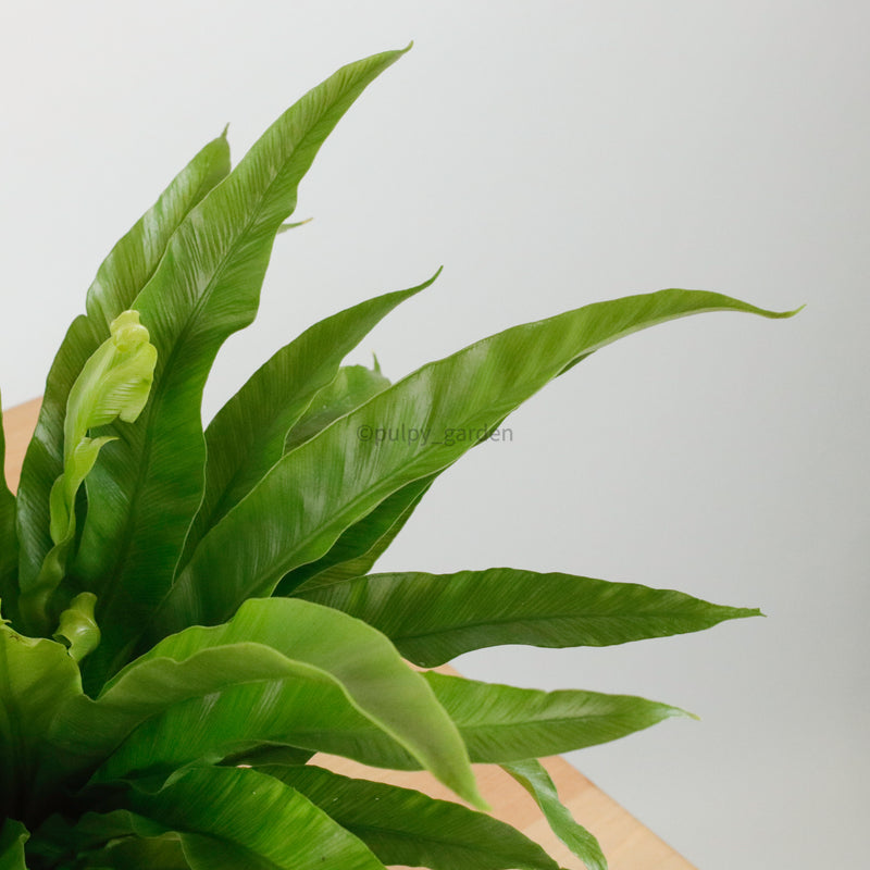 bird nest fern health benefits Large Asplenium Venus