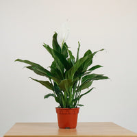 Peace Lily in Nursery Grow Pot