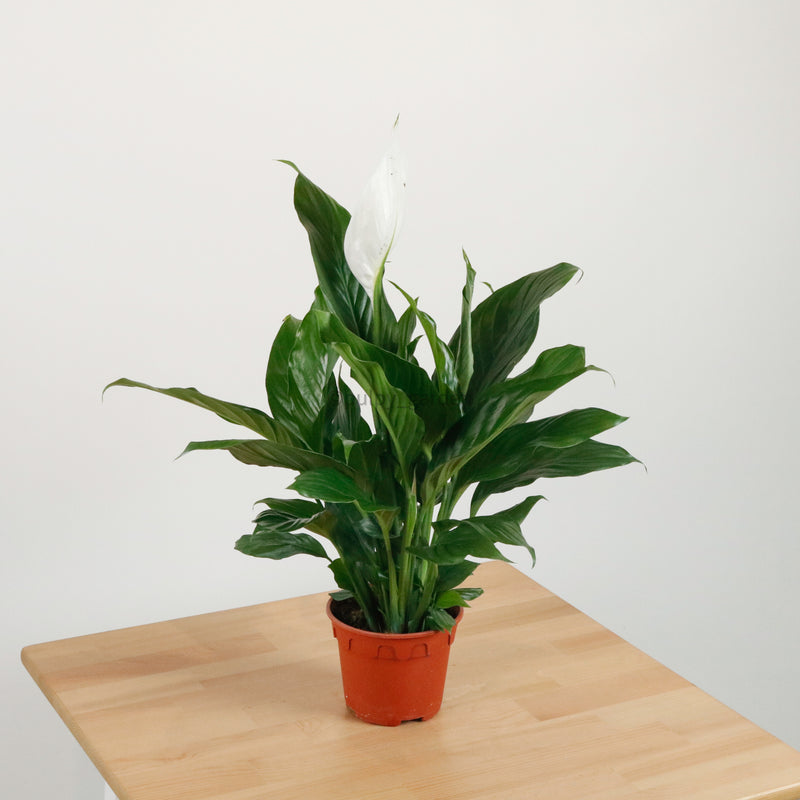 Peace Lily in Nursery Grow Pot